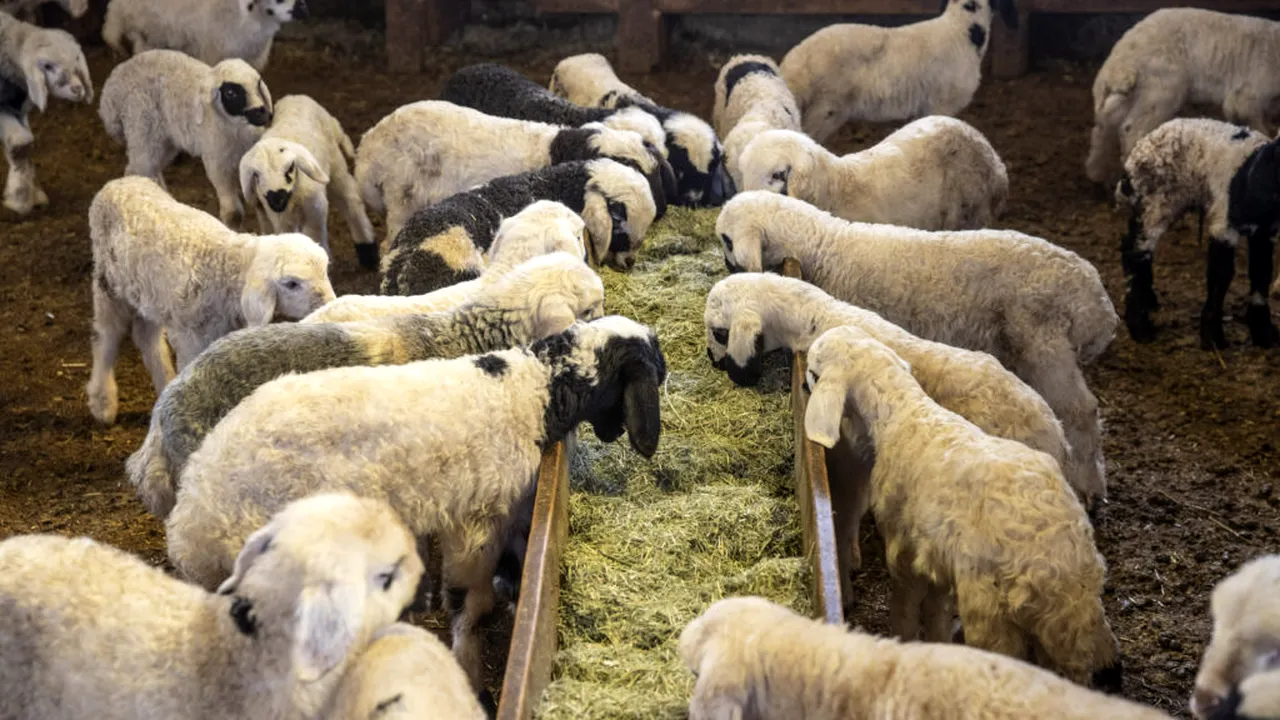 Alertă sanitară în Grecia, după descoperirea unui focar de febră aftoasă