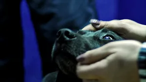 Constanţa: Doi câini au fost scoşi din smoală de pompierii