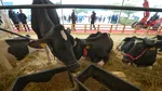 Noi subvenții pentru crescătorii de bovine și porcine. Parlamentul a votat și măsuri mai dure împotriva pestei porcine africane