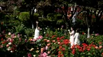 La Seul începe unul dintre cele mai mari festivaluri ale trandafirilor, cu 45.000 de plante înflorite înainte de termen
