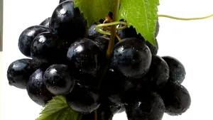 Cea mai veche presă de vin, descoperită în Armenia