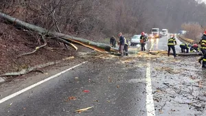 FOTO Cluj: Peste 50 de copaci căzuţi pe carosabil din cauza zăpezii