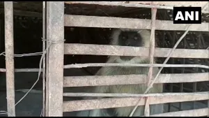 Caz spectaculos: maimuţe care răpesc şi ucid sute de pui de câine. „Mai mult decât răzbunare, este un conflict puternic”