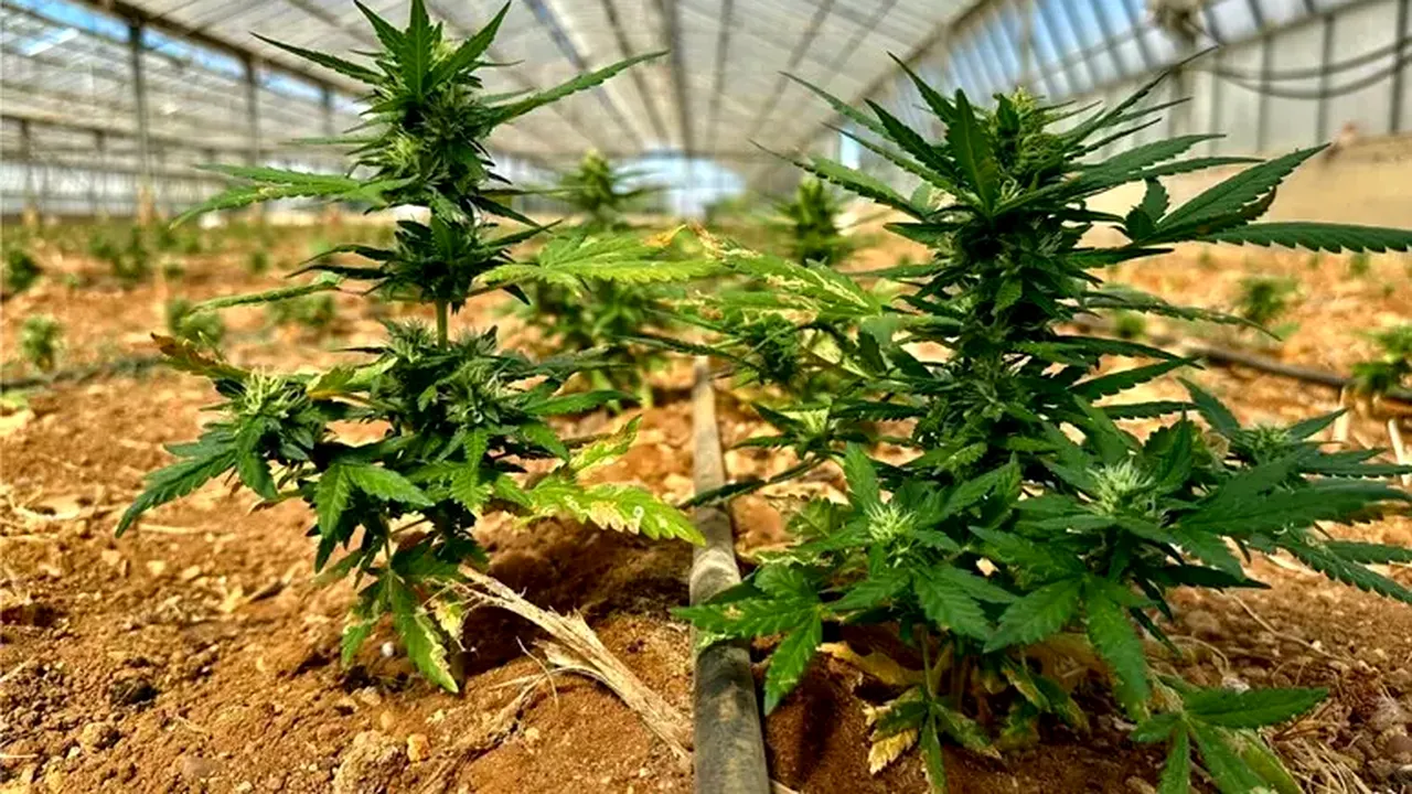 Seră cu aproape 9.000 de plante de marijuana, descoperită în Sardinia. Detaliul care i-a surprins pe polițiști