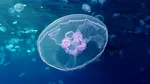 Meduzele care pot transforma vacanța într-un coșmar. Ce specii sunt periculoase și cum trebuie să reacționezi dacă ești înțepat