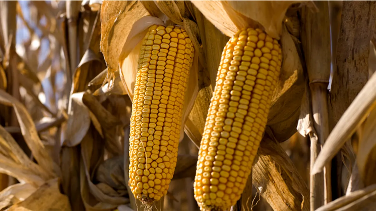 Inovaţia în agricultură prin tehnologii de editare genomică