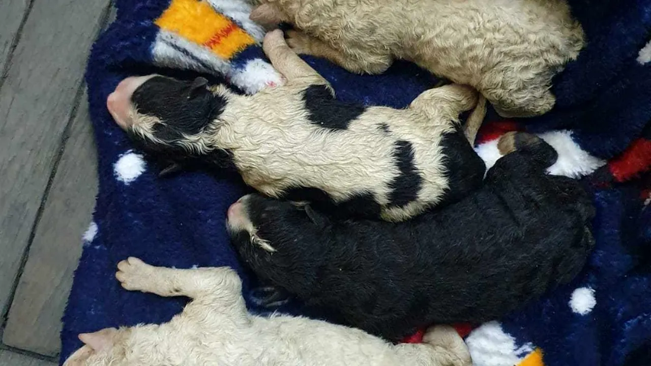 Cruzime fără margini în Sibiu: Un bărbat a aruncat 4 căţei la tomberon, iar pe mama lor, la adăpost