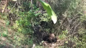 Urs prins în gardul unei grădini în Vrancea. Ce au decis jandarmii