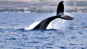 Islanda a emis un ordin de expulzare a unor activiști care se opun vânătorii de balene