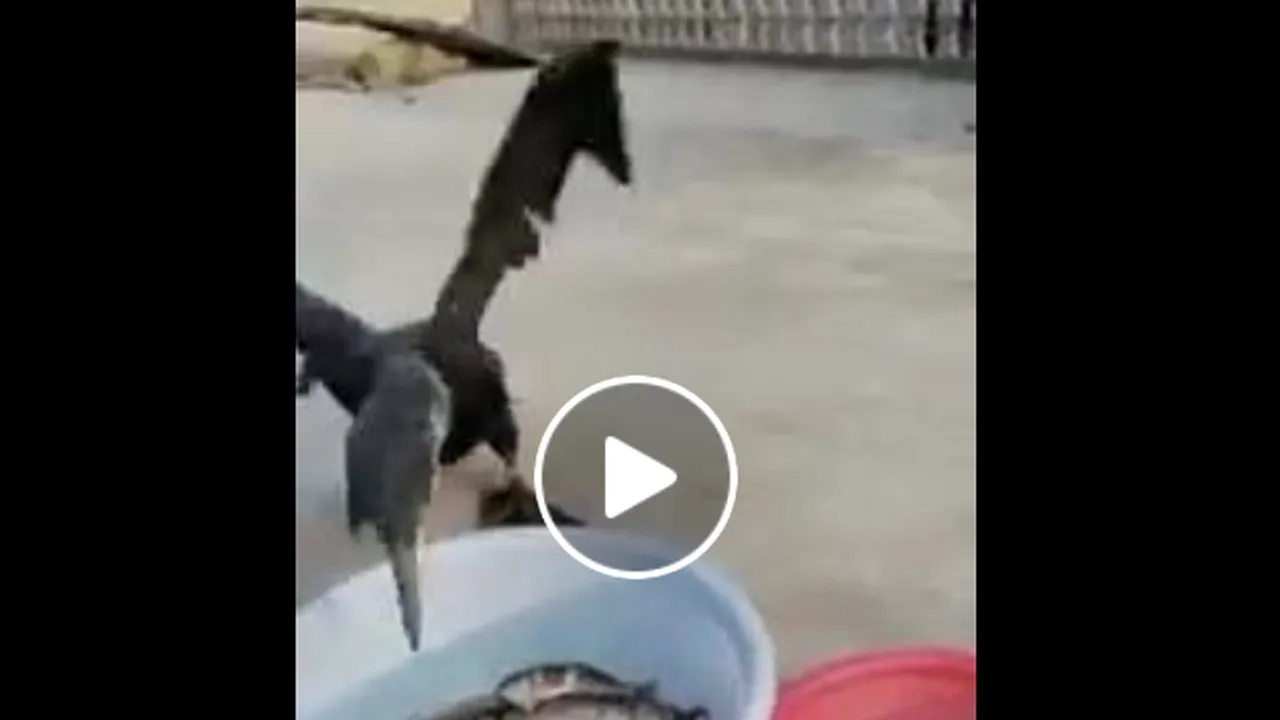 Ministrul Petre Daea aduce noi dovezi video pentru pericolul pe care îl reprezintă cormoranii