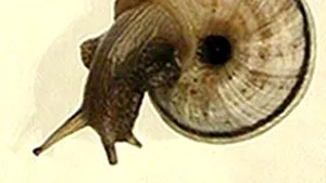 O moluscă este cel mai longeviv animal din lume