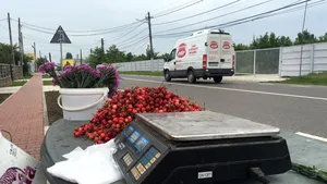 REPORTAJ: Cireşele de Păuleşti, vedete peste hotare - GALERIE FOTO