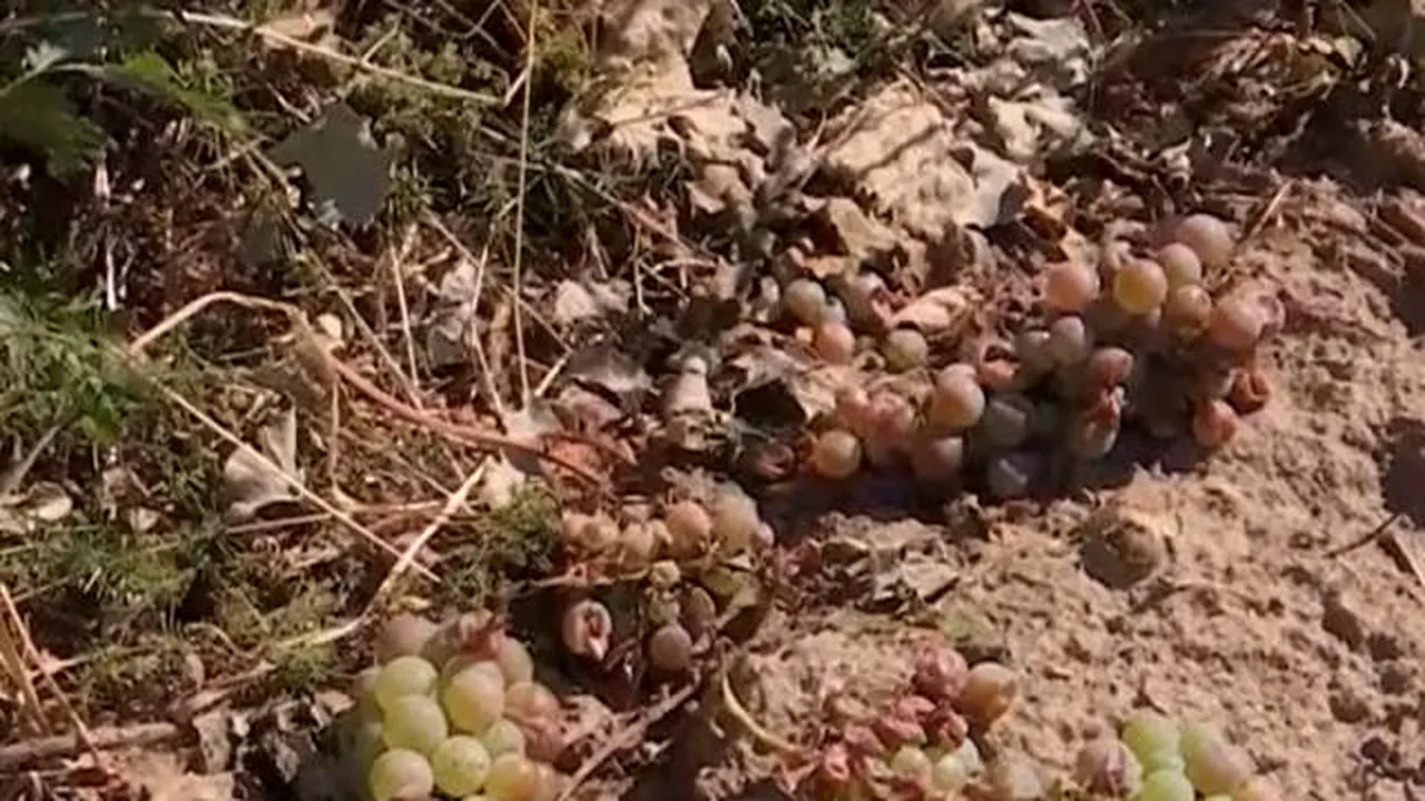 Viticultorii din Prahova câștigă procesul cu Ministerul Agriculturii: ordinul care a oprit sistemul antigrindină a fost anulat