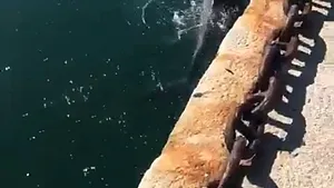 Efectele surprinzătoare ale pandemiei de coronavirus: Apa canalelor din Veneţia e mai curată ca oricând, în Cagliari delfinii au venit în port | VIDEO