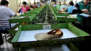 CLUJANA, de la ghetele galbene - mândria fabricii la atragerea clienţilor prin reţele de socializare. Cândva cea mai mare fabrică de încălţăminte din ţară caută acum soluţii de supravieţuire - GALERIE FOTO