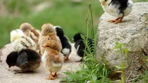 Ce trebuie să faci pentru a-ți proteja animalele pe timp de caniculă. Măsurile sunt obligatorii