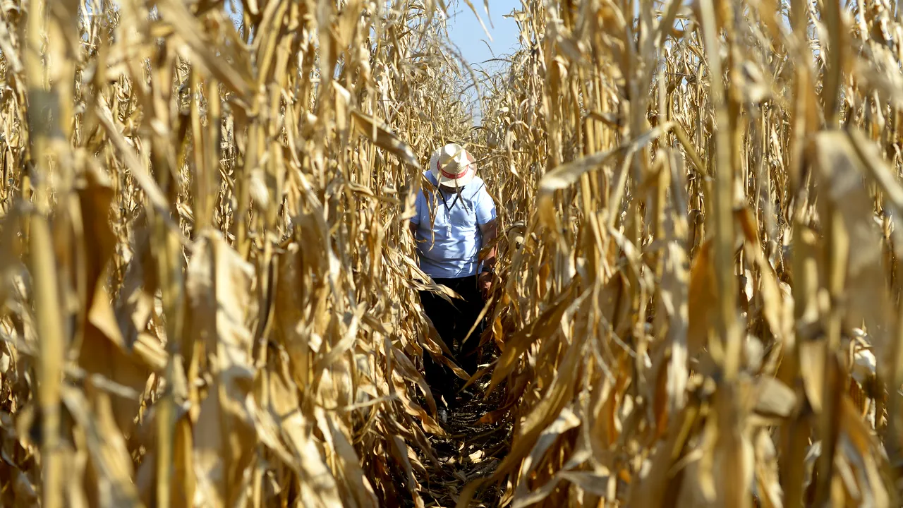 Analiză: Agricultura românescă va scădea cu circa 15% în 2020/ Topul judeţelor cu cea mai mare cifră de afaceri din domeniul agriculturii