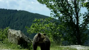 Ursul de la Mogoș, Alba, a fost îndepărtat de jandarmii montani