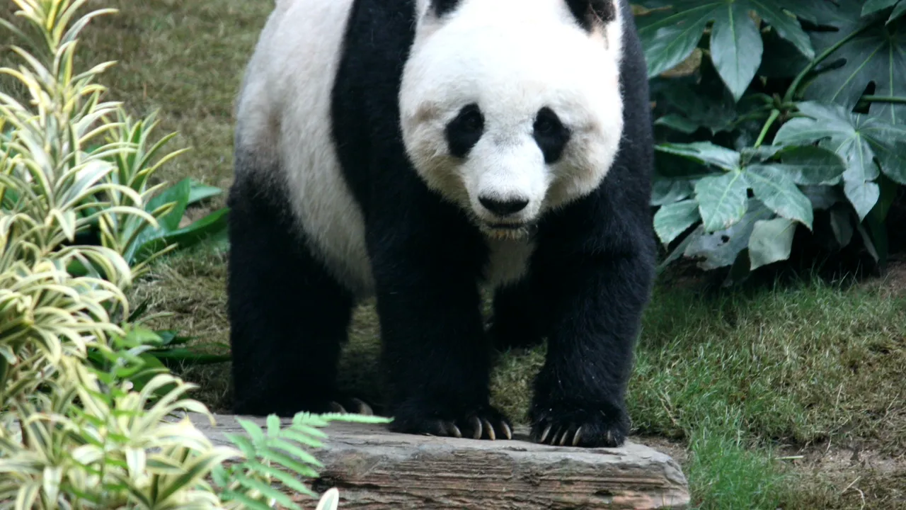 O analiză a fecalelor urşilor panda a arătat de ce animalele au probleme cu reproducerea
