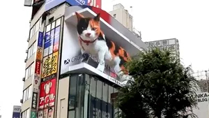 VIDEO „Pisica Shinjuku”, felina hiper-realistă care veghează străzile oraşului Tokyo
