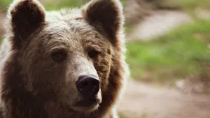 Urs într-o localitate din Hunedoara. A fost emis un mesaj RO-Alert