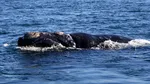 Bacterie suspectată în moartea a sute de pui de balenă în Patagonia argentiniană