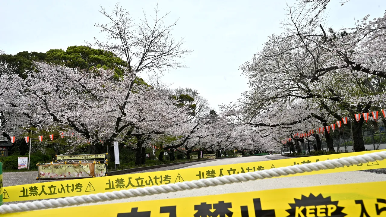 Cum au sabotat barurile locale şi florile de cireş răspunsul Japoniei la coronavirus