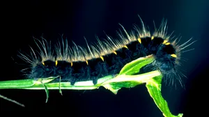 O omidă ar putea rezolva problema poluării cu deşeuri de plastic