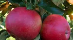 8 trucuri care îți pot dubla recolta de fructe. Recomandările experților