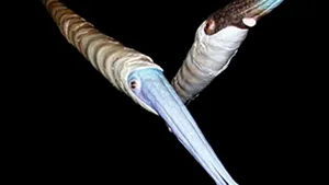 Fosila unui calamar din Cretacic, descoperită în Peru