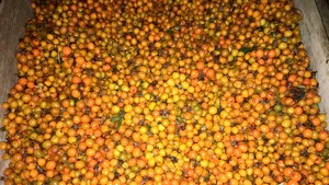 FOTO, VIDEO | “Ginsengul românesc”, exportat masiv în afară: Zeci de tone de cătină din Prahova, bogată în uleiuri şi vitamina C, ajung în Germania şi Austria