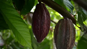 Cultivatorii de cacao din Ghana riscă până la 20 de ani de închisoare dacă încalcă o nouă lege