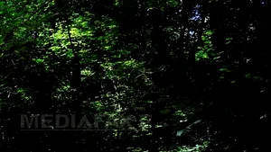 Pădurea Trivale va fi desemnată rezervaţie naturală