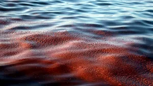 Petrolul provenind de la platforma scufundată a ajuns pe o insulă, în largul statului Louisiana