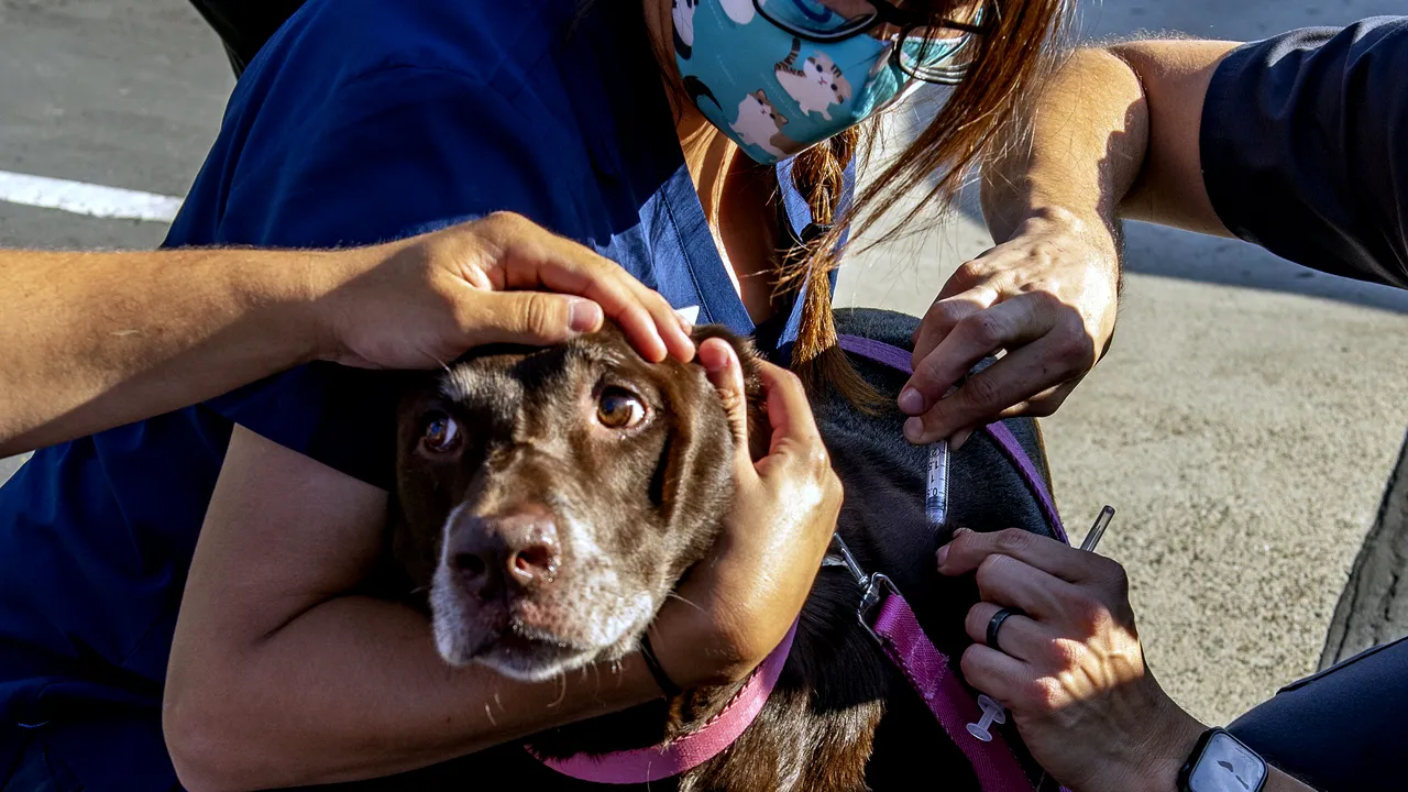 Rusia testează vaccinul COVID-19 pentru animale domestice. Care vor fi primele vaccinate