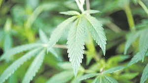 Lista țărilor europene unde este permis consumul de marijuana și în ce condiții