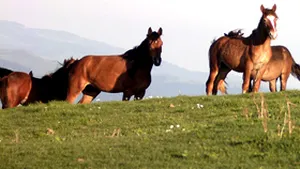 Toţi caii din România trebuie să aibă paşapoarte până la 1 iulie 2008