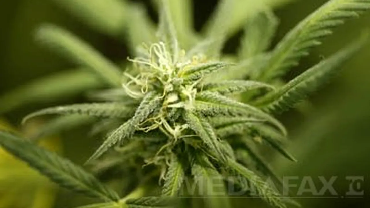 Planta crescută din greşeală de doi bătrâni din Anglia. Politiştii britanici au fost şocaţi  