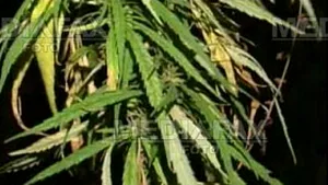 Partidului Ecologist ceh cere legalizarea culturilor de marijuana