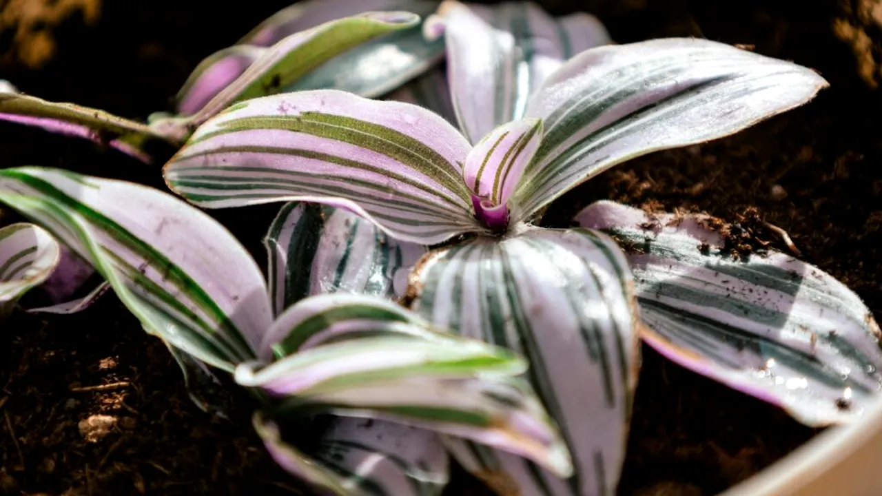 Plantele de interior exotice care cresc rapid și au frunze colorate. De ce sunt preferate de spanioli