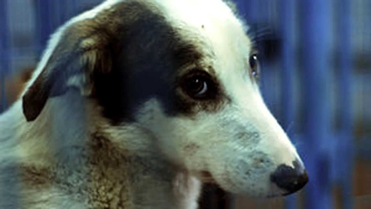 Over 9,000 People Bitten By Stray Dogs In Capital City Bucharest In Jan- July ‘09