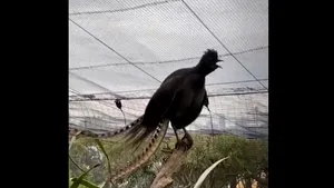 VIDEO Echo, pasărea care imită perfect sunetele auzite. Plansul de bebeluş a surprins îngrijitorii de la Zoo