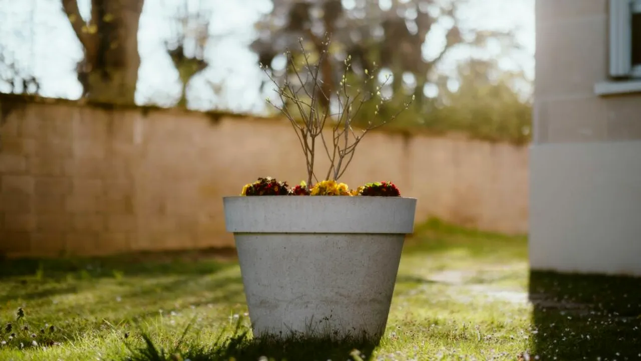 Planta banală care ține țânțarii la distanță vara și îți colorează grădina. Preferata grădinilor și balcoanelor spaniole