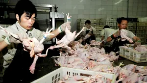Europa, asaltată de carnea de pui ieftină din China. Bruxelles-ul urmărește importurile