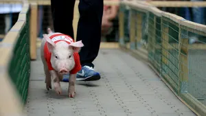 Fără griji de Crăciun. Purceluşii răsfăţaţi de stăpân