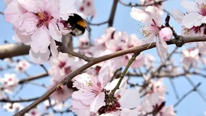 Mihail Coman: Îngheţurile târzii din aprilie au distrus până la 95% din culturile de fructe