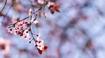 Plantele „își mută” calendarul și în România. Merii și prunii înfloresc cu până la 11 zile mai devreme decât acum 50 de ani