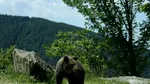 Ursul de la Mogoș, Alba, a fost îndepărtat de jandarmii montani
