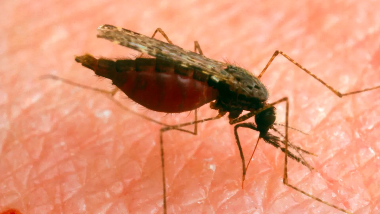 Cresc cazurile de infecţie cu virusul West Nile în România