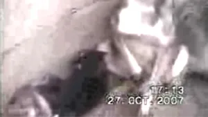 Olt: Mai mulţi câini vii, aruncaţi într-o groapă de gunoi